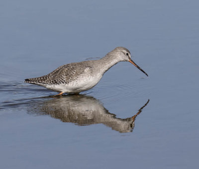 Spotted Redshank 