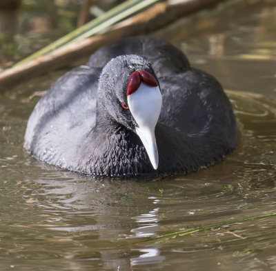 Red-knobbed Coot 