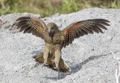 Kea 