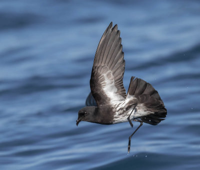 New Zealand Storm Petrel 