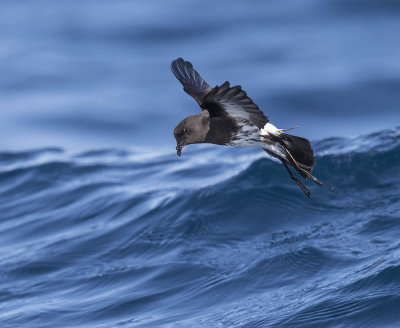 New Zealand Storm Petrel