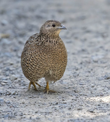 Brown Quail 