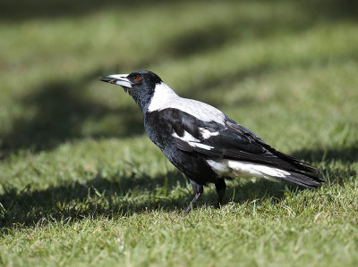 Australian Magpie 