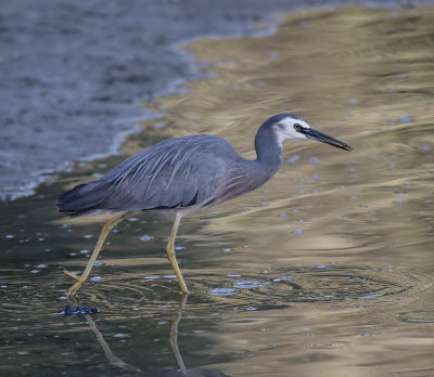 White-faced Heron 
