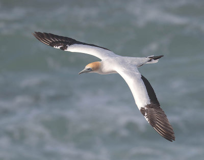 Australasian Gannet 