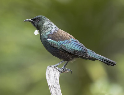 Tui 