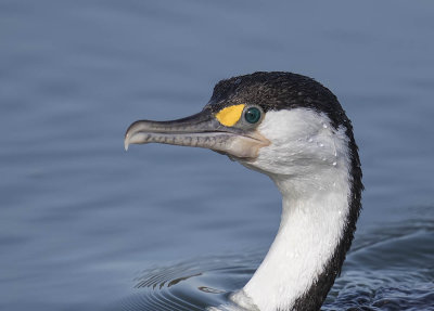 Pied Shag 