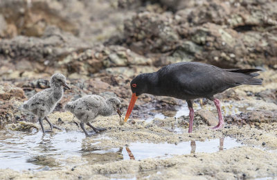 Variable Oystercatcher 