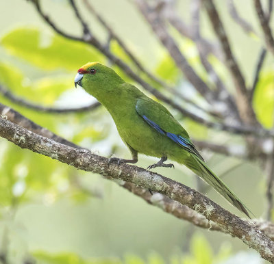 Yellow-crowned Parakeet 