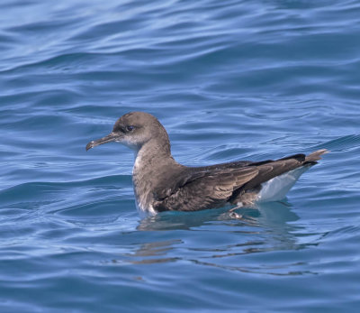 Hutton's Shearwater 
