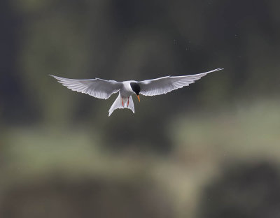 Black-fronted Tern 