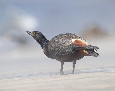 Paradise Shelduck (drake)
