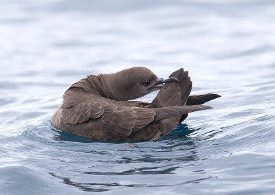 Short-tailed Shearwater