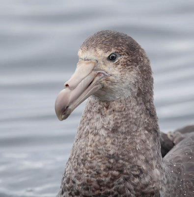 Northern Giant Petrel