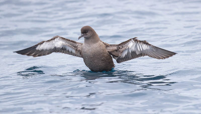 Short-tailed Shearwater 