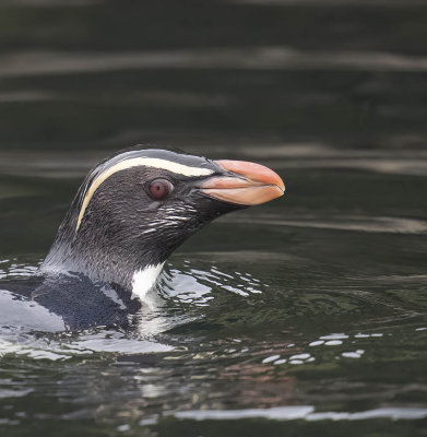 Fjordland Penguin