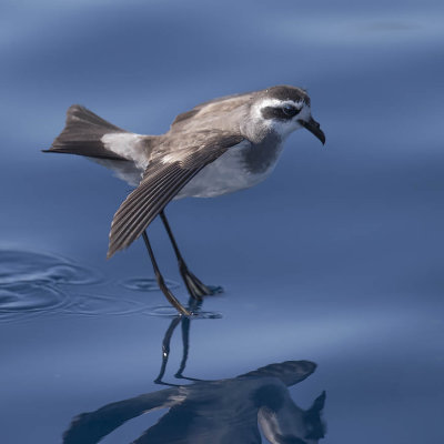 White-faced Storm Petrel 