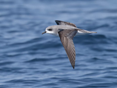 Cook's Petrel