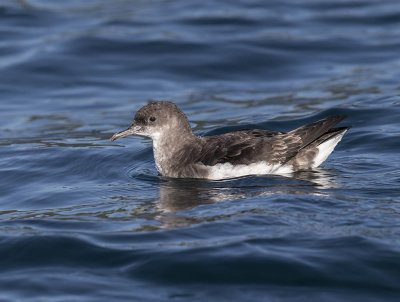 Fluttering Shearwater