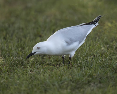 Black-billed Gull 