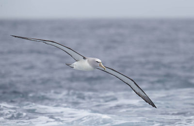 Salvin's Albatross