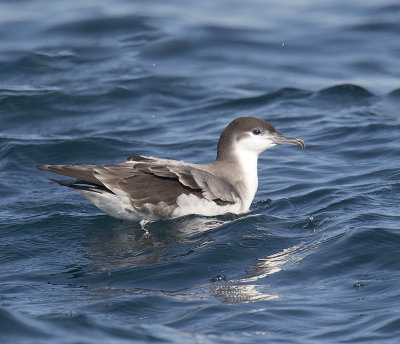 Buller's Shearwater