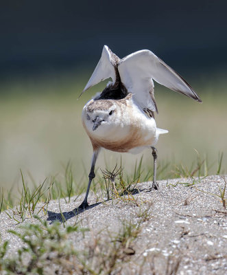 New Zealand Dotterel 