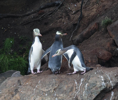 Yellow-eyed Penguin