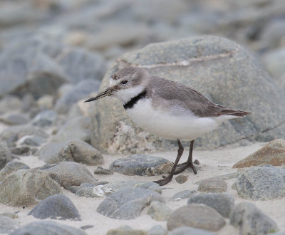 Wrybill 
