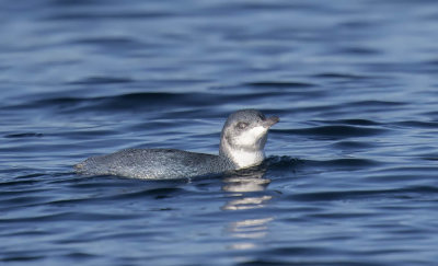 Little Blue Penguin 