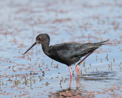 Black Stilt