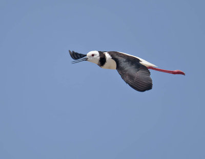 Pied Stilt 