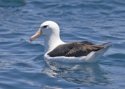 Black-browed Albatross 