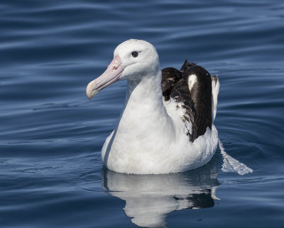 Northern Royal Albatross 