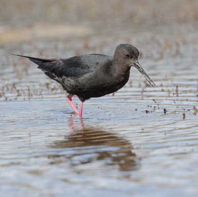 Black Stilt