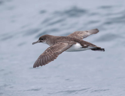 Fluttering Shearwater 