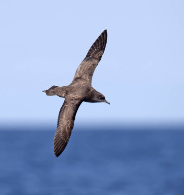 Sooty Shearwater 