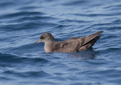 Sooty Shearwater