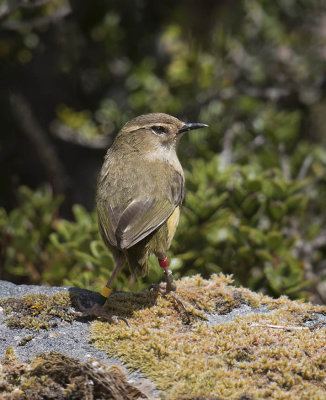 Rock Wren 