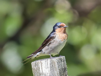 Welcome Swallow 