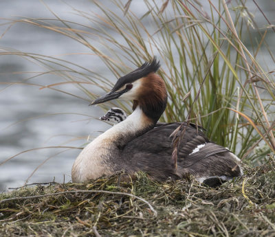 Great Crested Grebe 