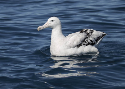 Southern Royal Albatross 