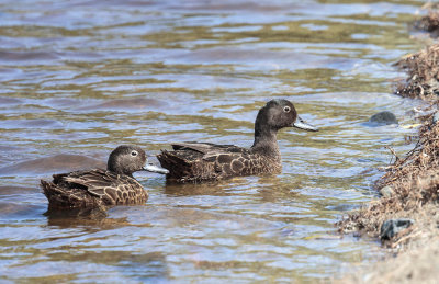 Brown Teal