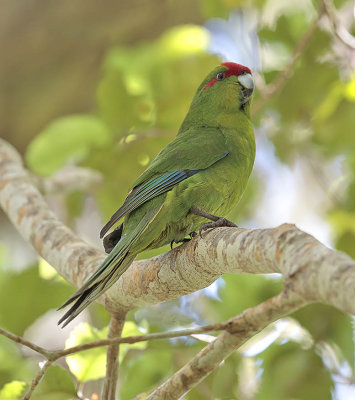 Red-crowned Parakeet 