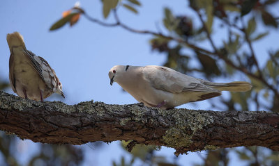 Barbary Dove 