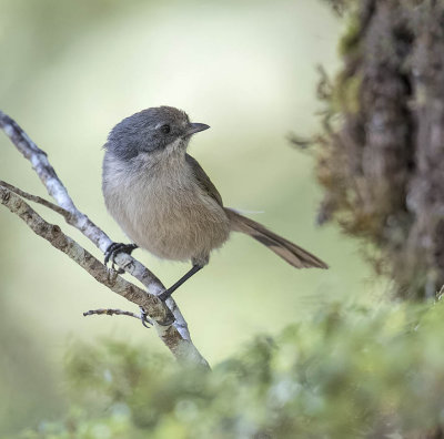 Brown Creeper 