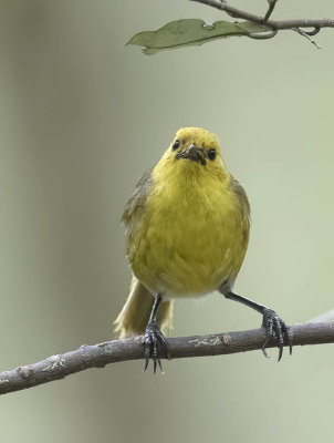 Yellowhead 