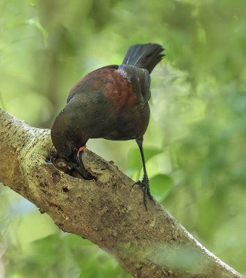 South Island Saddleback