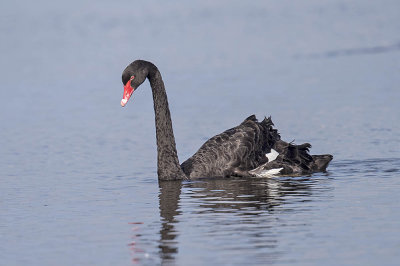 Black Swan 