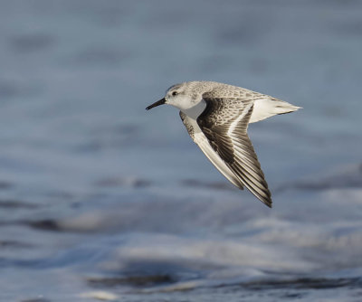 Sanderling 
